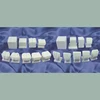 Teeth Carving Program model