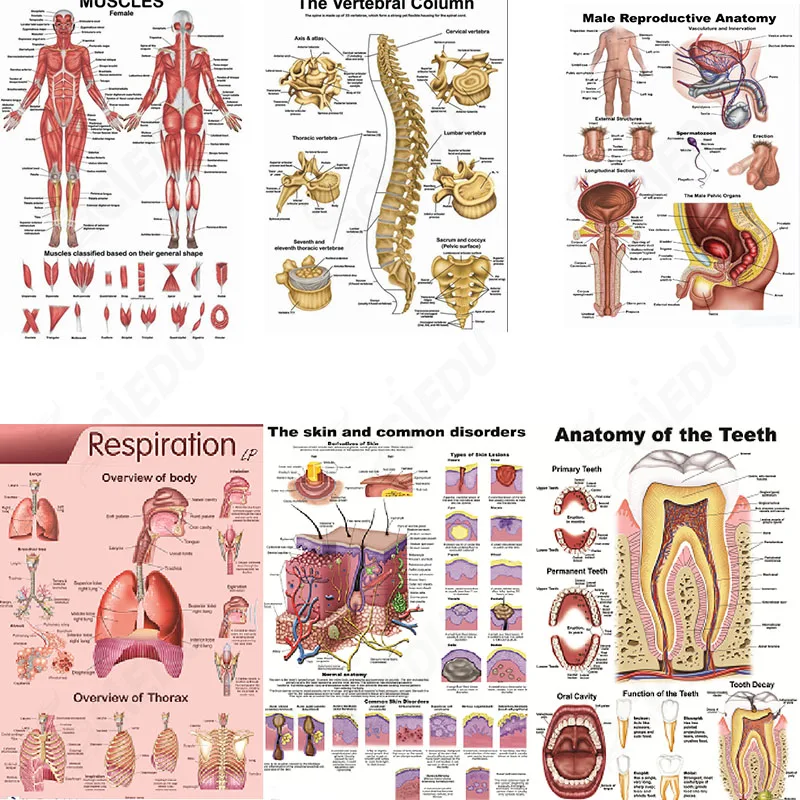Анатомический плакат. Анатомия плакат. Плакаты по анатомии человека. Медицинские плакаты анатомия. Медицинский плакат человек.