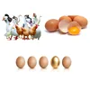 Treatment for Poultry Drugs to Increase Eggs Production Promote Follicular Development