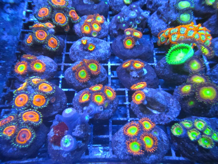Frag Disc 2