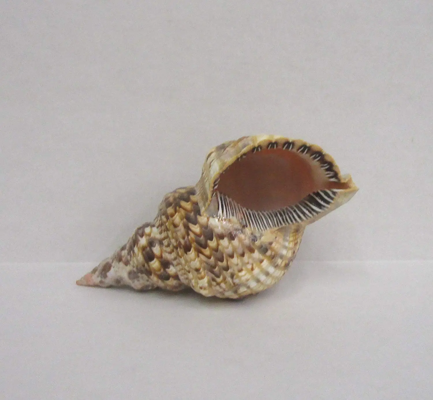 Cheap Conch Shell Art, find Conch Shell Art deals on line at