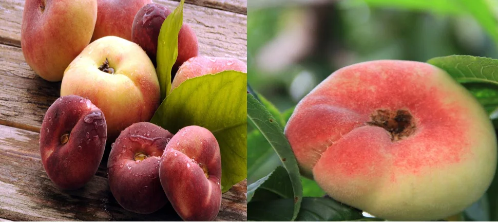 company healthy low cal snacks wholesale freeze dried flat peach