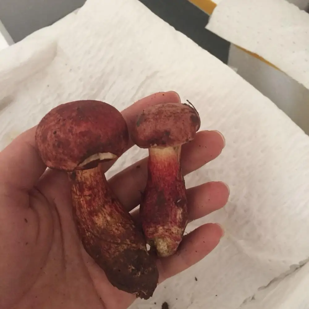 
Detan Forest Boletus 