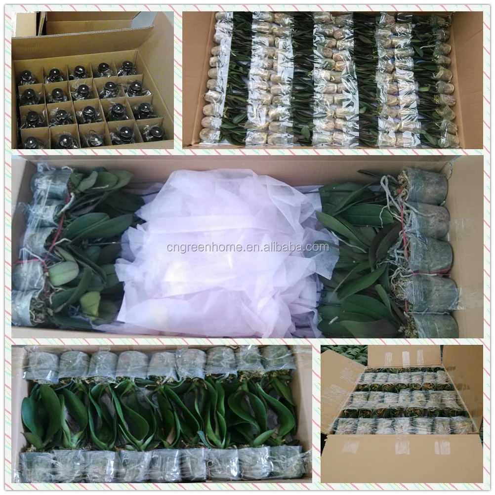 Flask-Flower packing