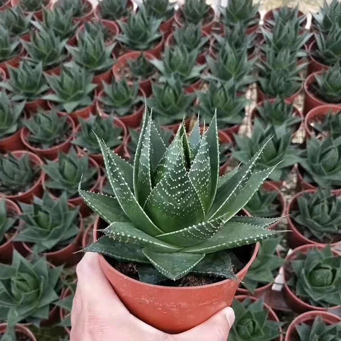 
China succulent gardens mini succulent plants for sale 