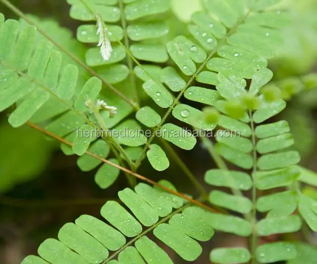 
Abrus Herb from Abrus cantoniensis Hance dried whole parts,herb medicine 