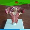 Human embryology pregnancy stages fetus development model