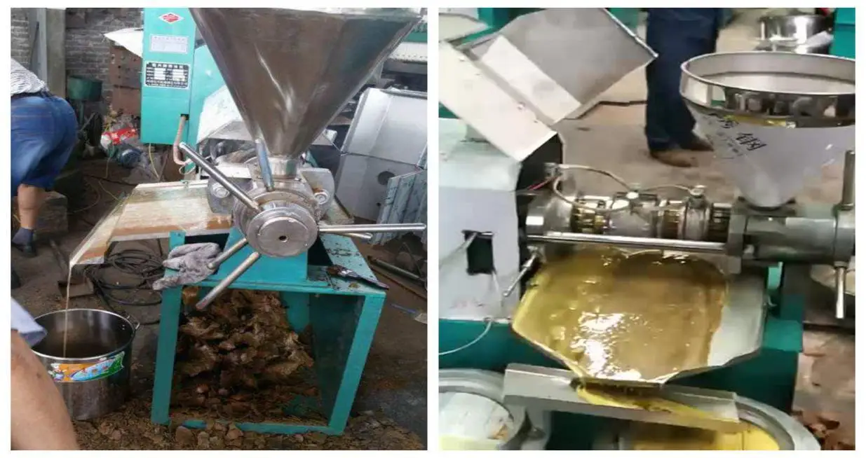 Factory Price Africa Shea Nut Shea Butter Screw Oil Press Machine With