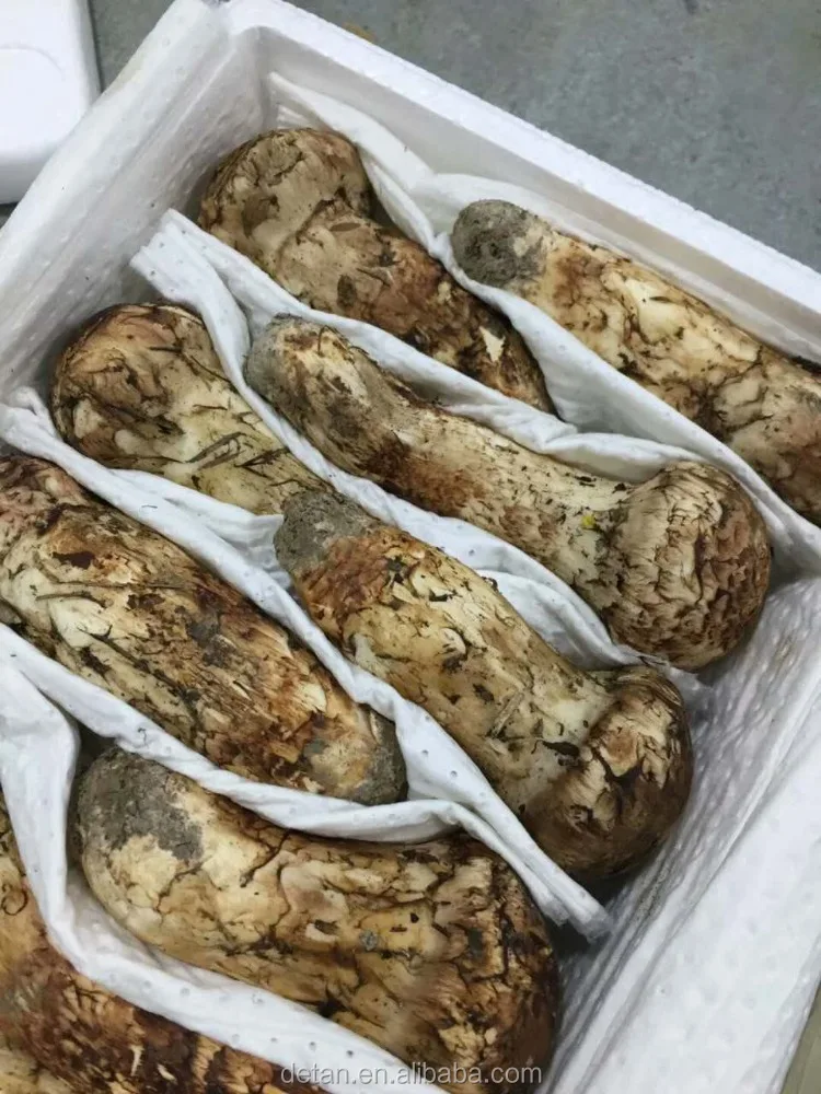 
Detan Dried Matsutake 