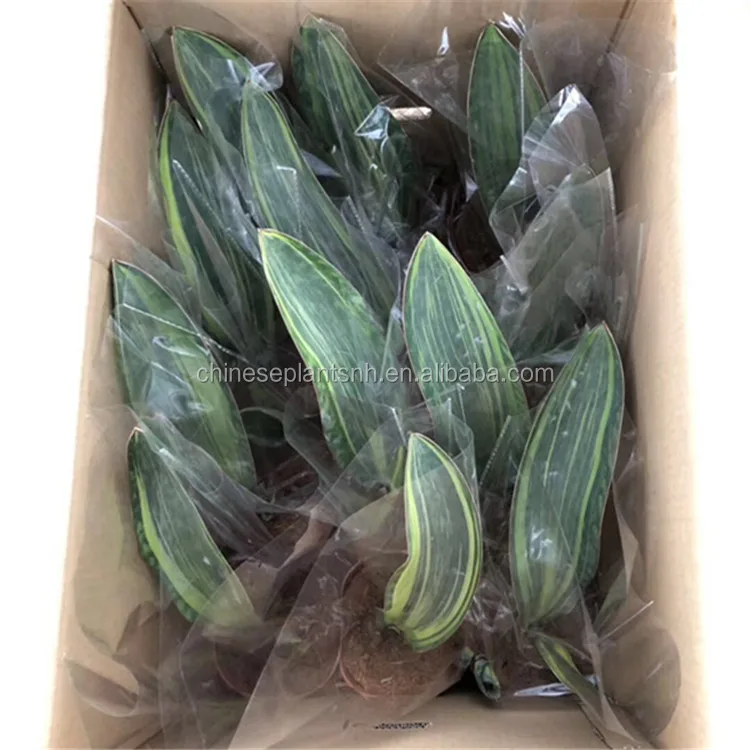
Treasure Mirror Sansevieria Trifasciata Sansevieria Surpeba indoor plant 