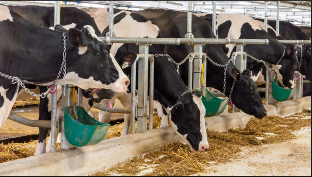 用于奶牛养殖的预制乳房钢结构机库 - buy steel structure cattle