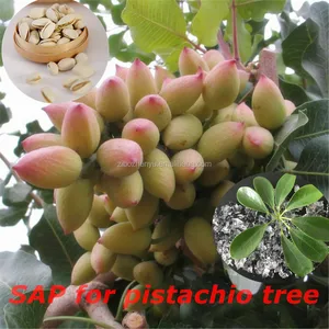 Pistachio Tree Supplieranufacturers At Pistachio Tree Supplieranufacturers At Alibaba