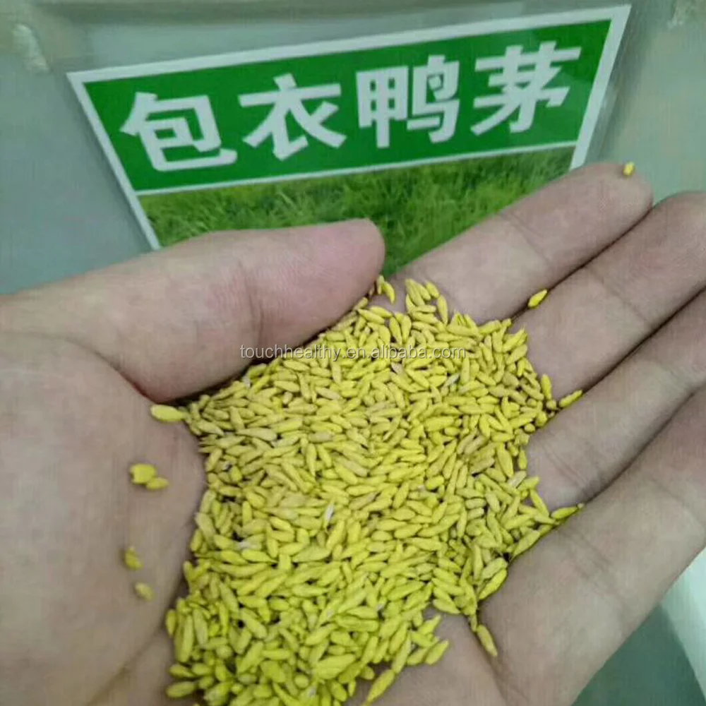
Top quality Dactylis glomerata grass seeds forage seeds from supplier 
