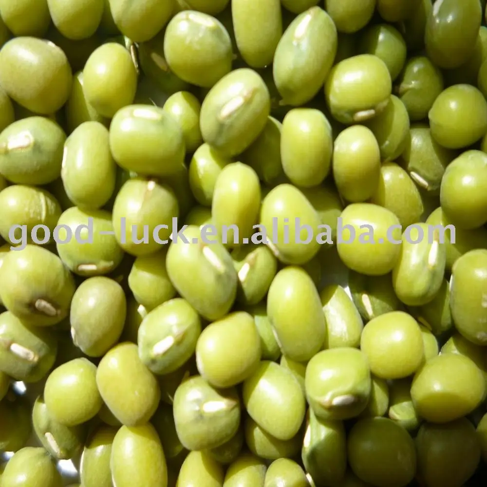 
green mung beans(sprout shape) 