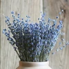 Dried English blue Lavender flower Stalk Bundle 45-50cm stem
