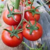 high temperature set fruit - large fruited hybrid f1 tomatoes seeds for greenhouse