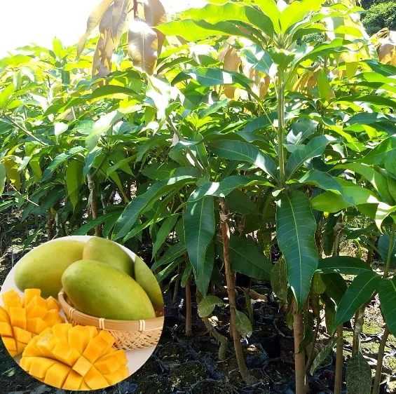 Mang Guo Bulk Mango Fruit Trees Nursery For Planting Mang Guo Bulk Mango Fruit Trees Nursery For Planting Plant Product On Alibaba