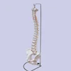 medical skeleton type and human simulation bone model /vertebral column model with pelvis