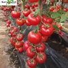 Vegetable High Yield Best Quality Red Heat Resistant Tomato Seeds for Sale from China