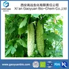 High Blood Pressure Traditional Medicine Tall-Growing Annual Plant with Bitter Melon Extract 1%- 10%