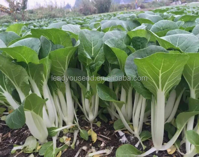 CC08 Yinong excellent disease resistant hybrid chinese cabbage seeds