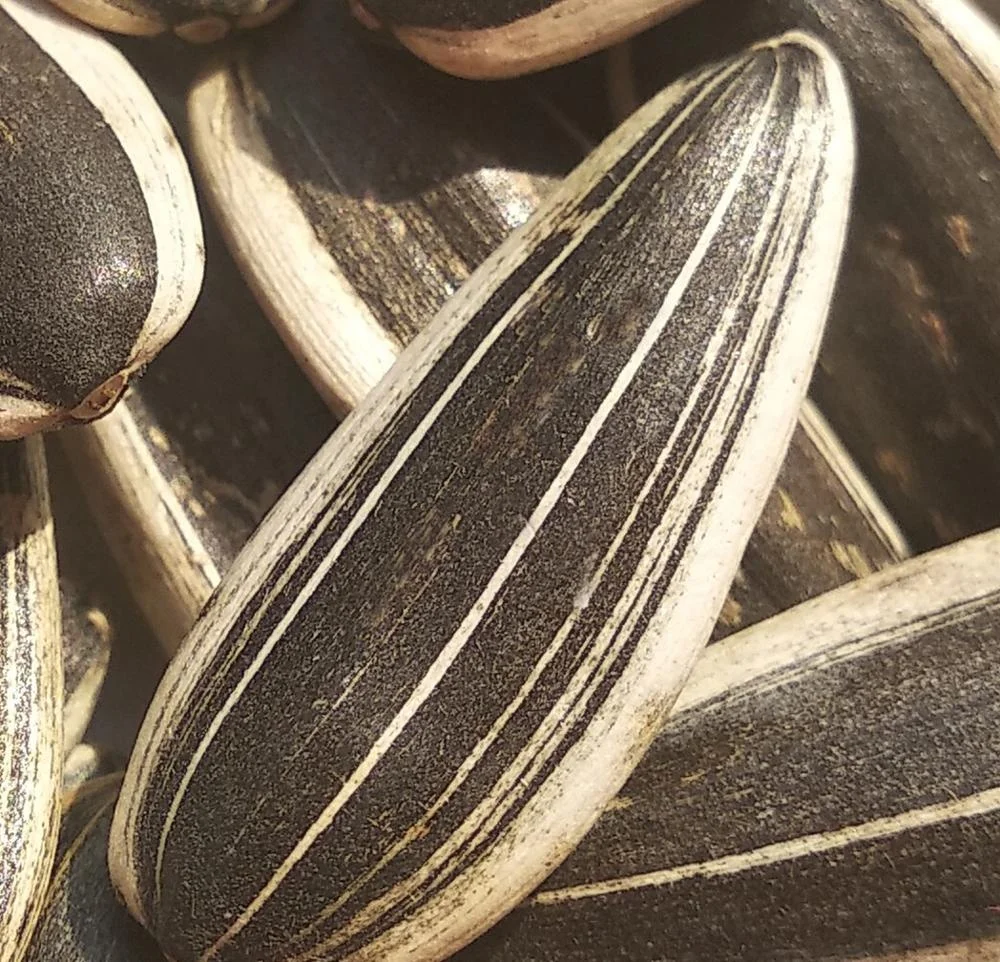 
Chinese factory supply top grade quality seeds sunflower 601 