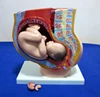 Anatomical Pregnant Pelvis with Fetus model,Female Pelvis with Pregnant Uterus