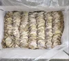 Wholesale Dried Squid Dry Seafood Dryness Squid Top Quality Factory Price