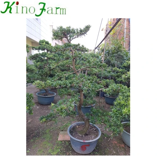 
Landscaping Podocarpus Bonsai Tree 