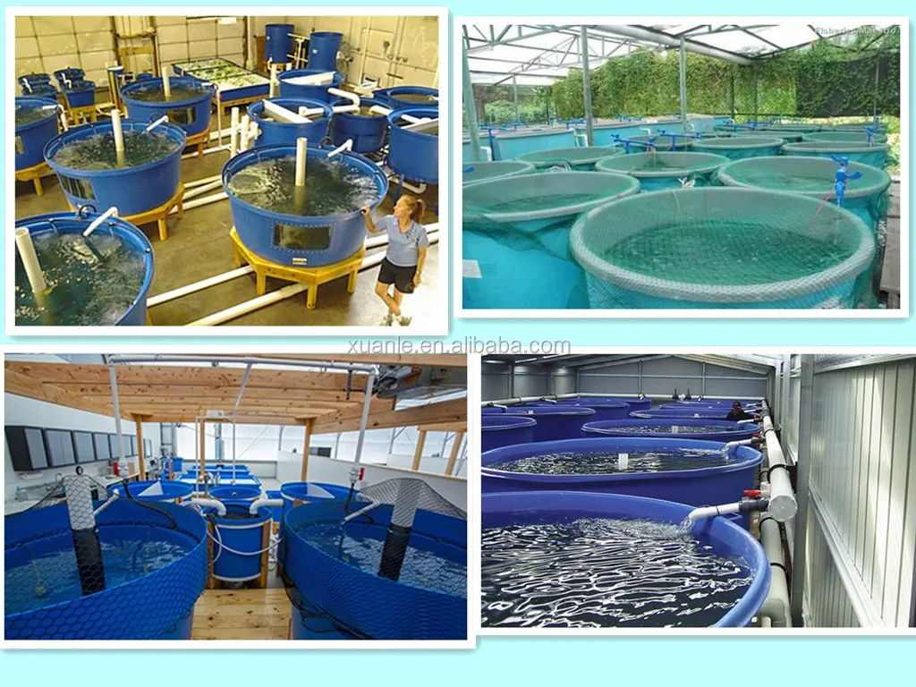 1000l Blue Food Grade Large Pe Plastic Fish Farm Containers Tank With ...