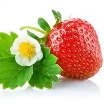 fragaria ananassa dutch strawberry seedling