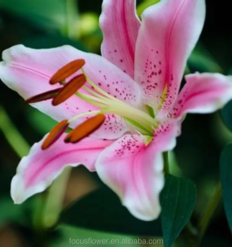Oriental Lily Flower Sorbonne (16)