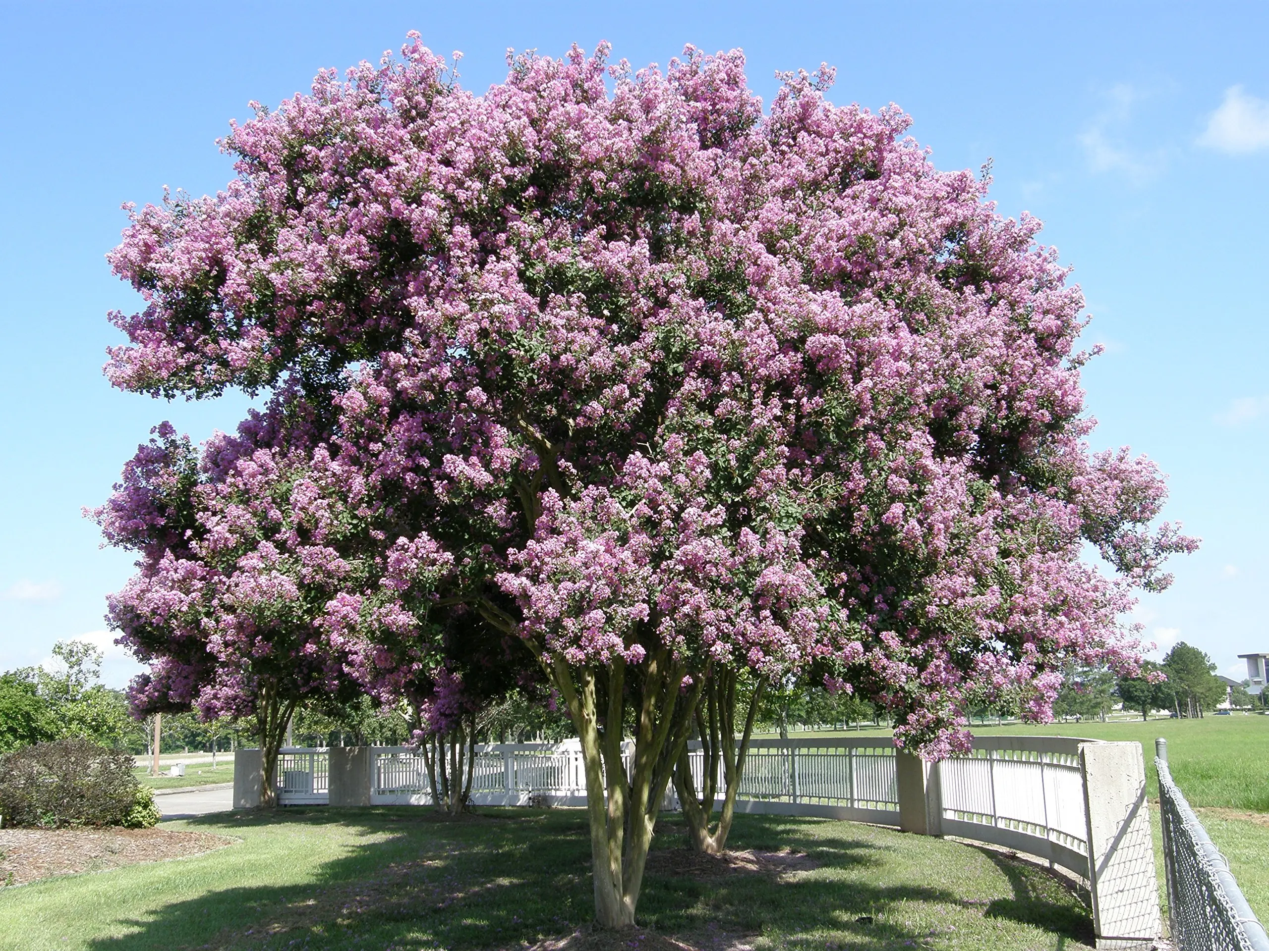 Cheap Muskogee Crape Myrtle, find Muskogee Crape Myrtle deals on line ...