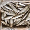 scientific name Sardinella Aurita frozen sardine fish for Philippines