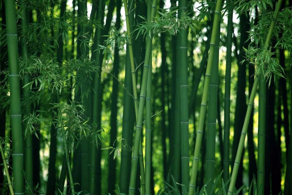 easily cleaned thin bamboo barbecue safe stick for sale utensils