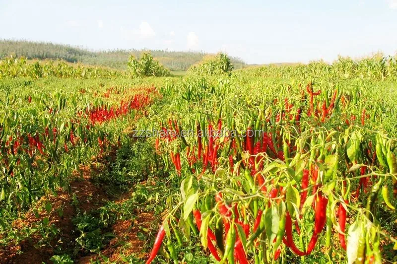 small size corn straw harvester mini sliage harvester price