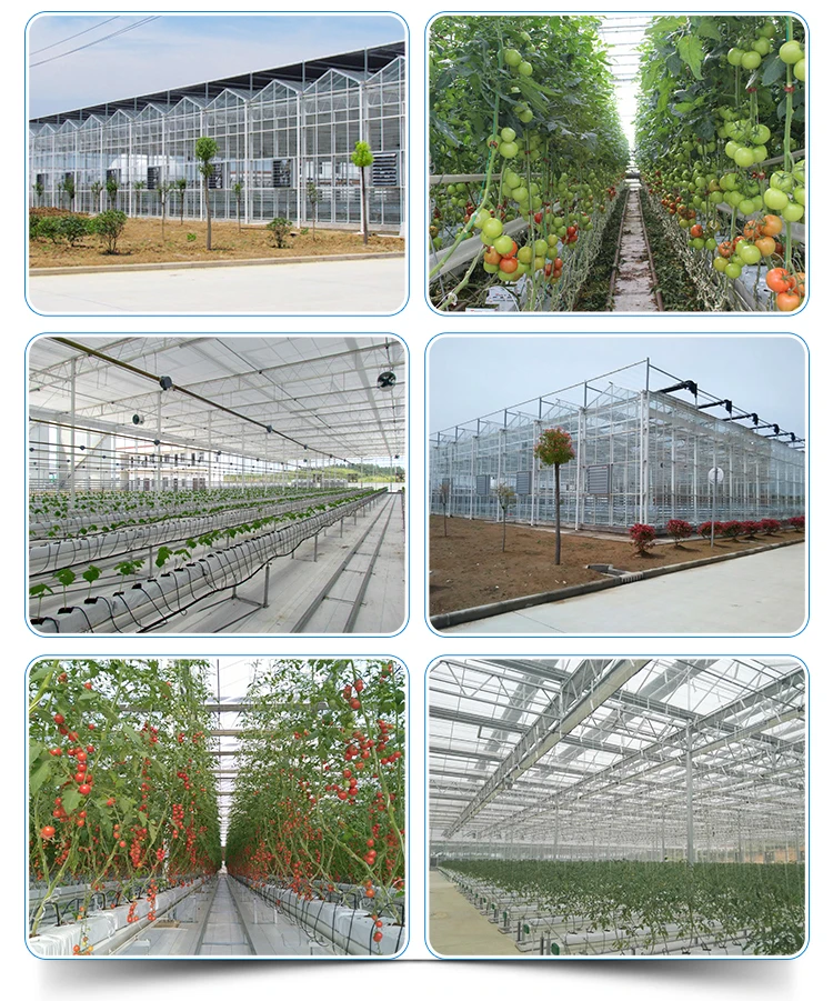 tomato,glass_15.jpg