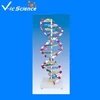 dna structure model double helix structure