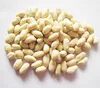 Big size Peanuts with peanut price and roasted peanuts blanched