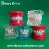 Denxy Ortho Dental teaching model Orthodontic brackets Teeth Teaching Models