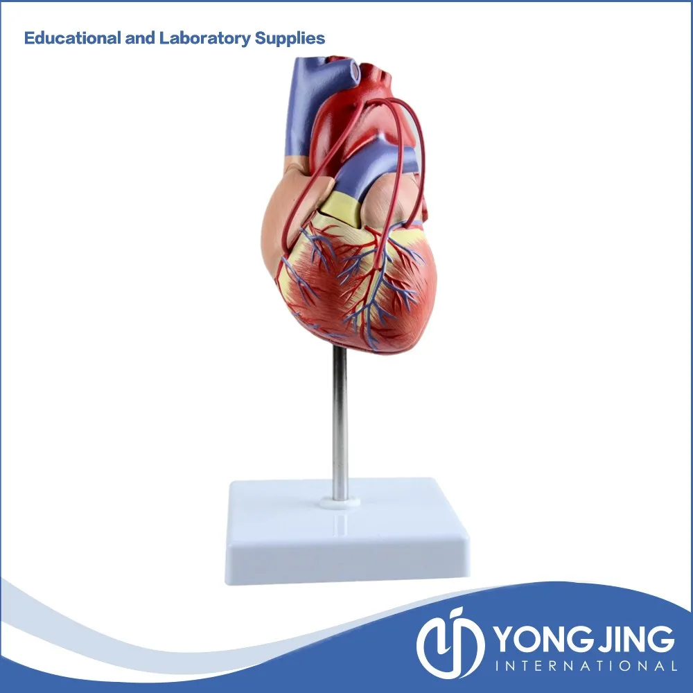Life Size,Human Heart Model with bridges.jpg