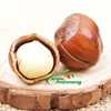 organic shelled roasted macadamia nuts