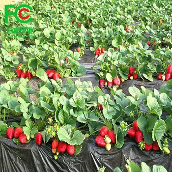 strawberry plastic mulch film mulching larger