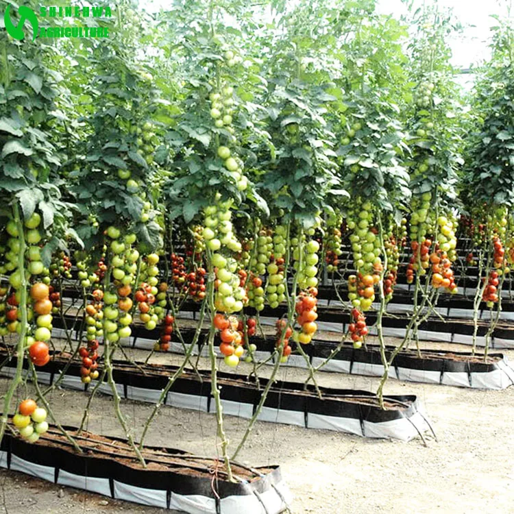 水耕栽培および基質トマト栽培システム用品 Buy トマト成長システム トマト水耕栽培 水耕栽培サプライヤー Product On Alibaba Com 水耕栽培および基質トマト栽培システム用品 Buy トマト成長システム トマト水耕栽培 水耕栽培サプライヤー Product On Alibaba Com