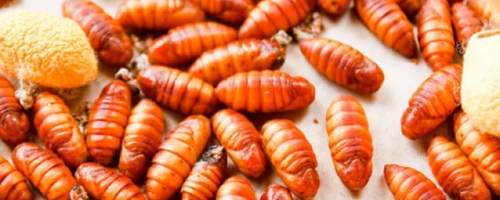 silkworm_pupa (2).png