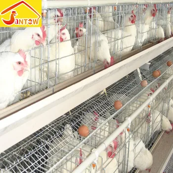 En Gros Usine Directe 3 Niveaux Cages De Batterie Poules Pondeuses En Algérie Pour Les Poulets Buy Cages Poules Pondeuses Vendent En Algériecages