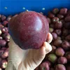 china apple varieties thin skin fuji apple red delicious apple export to bangladesh