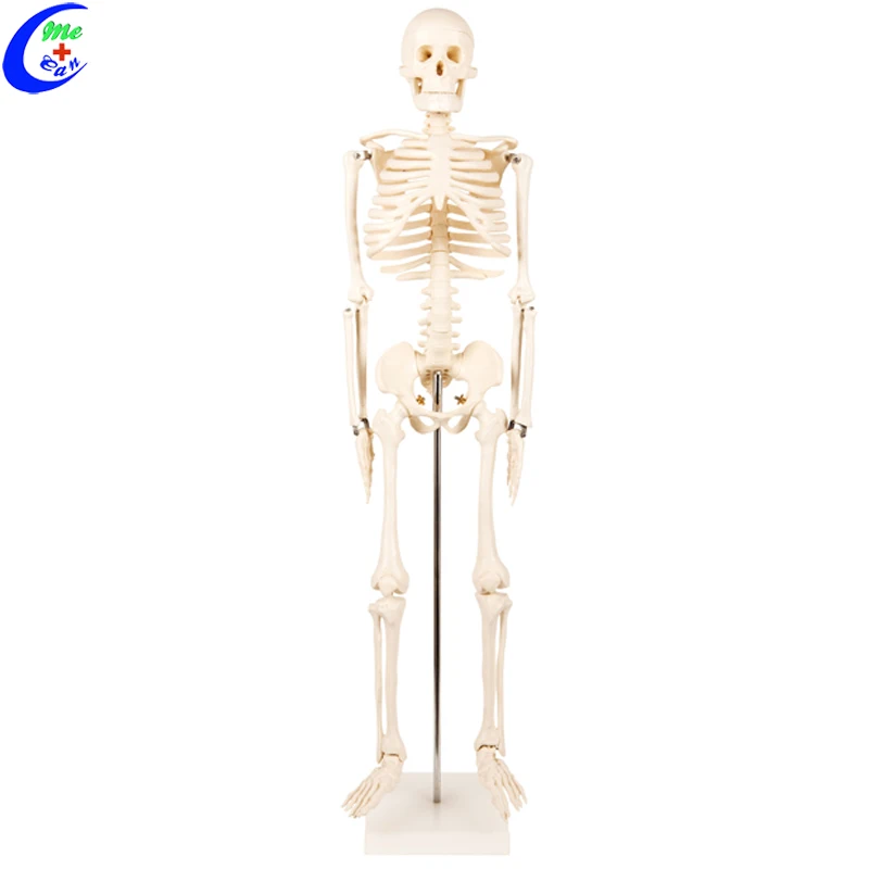 Medical School Human Anatomy Dummy Skeleton Model Buy Medical Anatomy Models,Human Anatomy