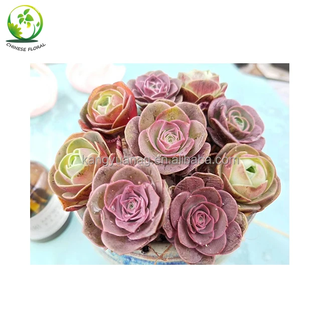 
Pink purple color Succulent Greenovia aurea ex E1 Hierro 