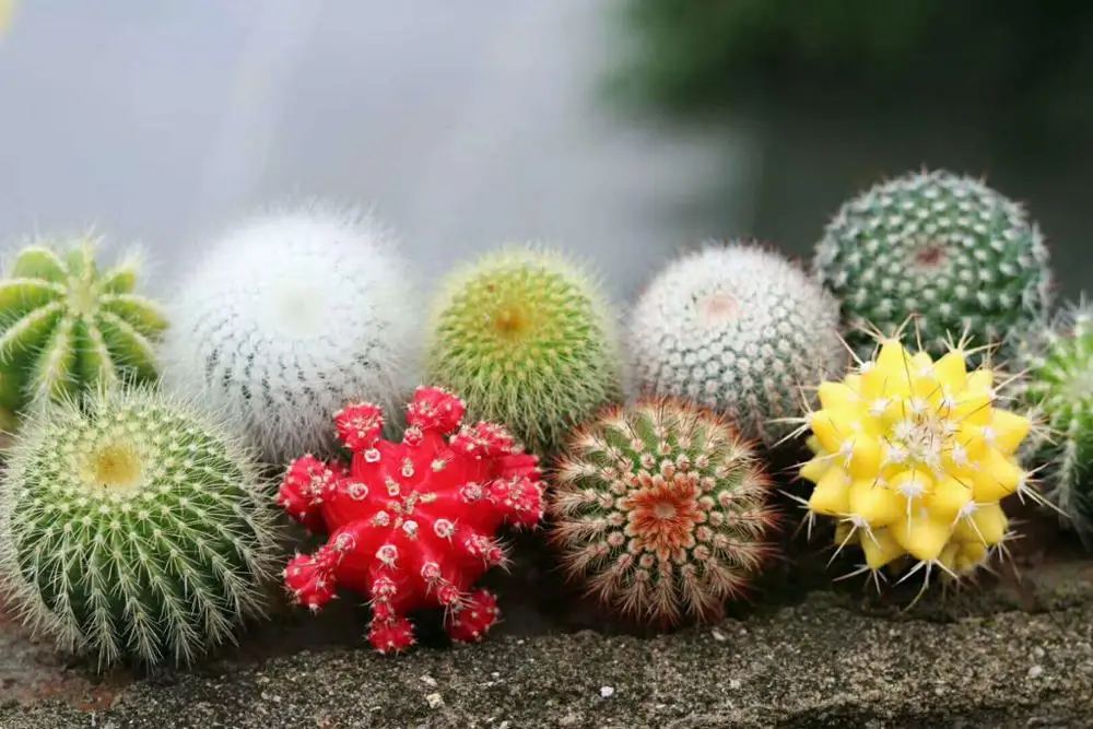 
Fujian mini cactus succulent plants decoration 
